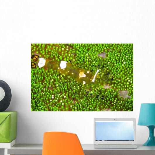 Bumblebee Shrimp Adhesive Anemone Wall Decal Design 1
