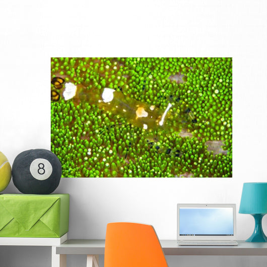 Bumblebee Shrimp Adhesive Anemone Wall Decal Design 1