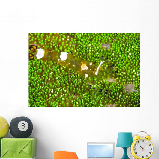 Bumblebee Shrimp Adhesive Anemone Wall Decal Design 1