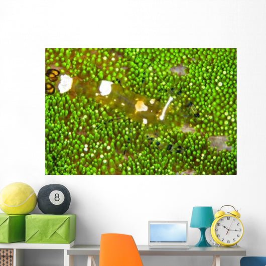 Bumblebee Shrimp Adhesive Anemone Wall Decal Design 1