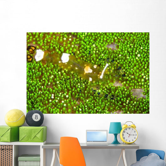 Bumblebee Shrimp Adhesive Anemone Wall Decal Design 1