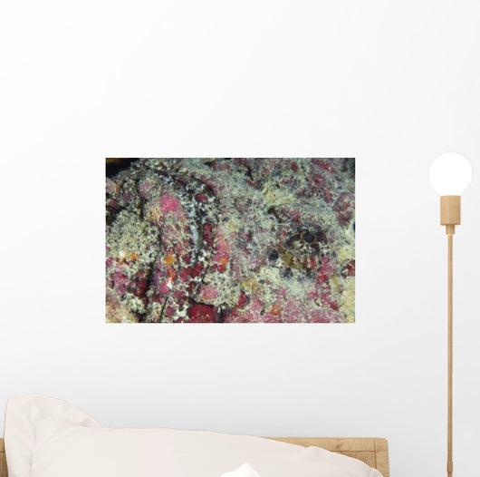 Stonefish Portrait Australia Wall Decal