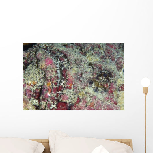 Stonefish Portrait Australia Wall Decal
