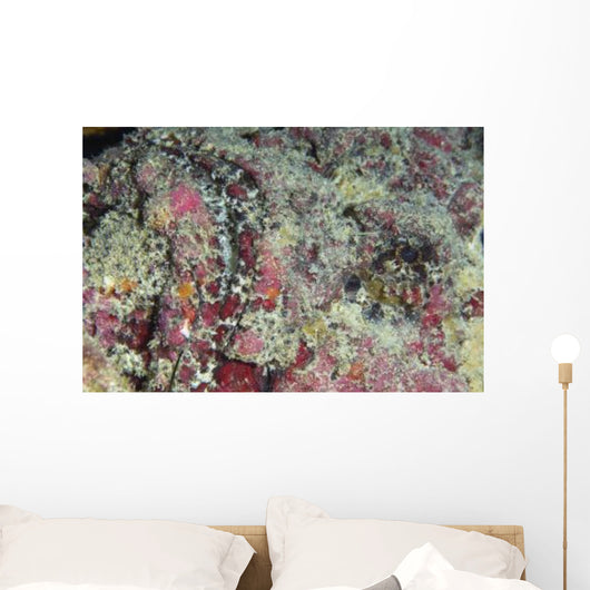 Stonefish Portrait Australia Wall Decal