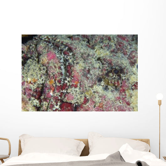 Stonefish Portrait Australia Wall Decal