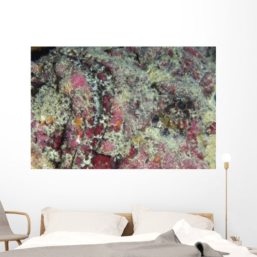 Stonefish Portrait Australia Wall Decal
