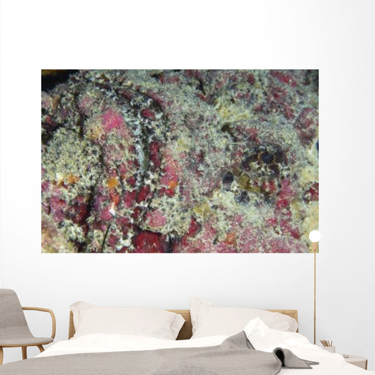 Stonefish Portrait Australia Wall Decal