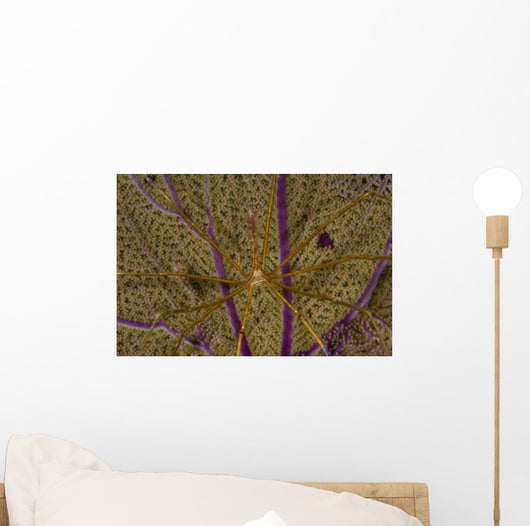 Arrow Crab Sea Fan Wall Decal