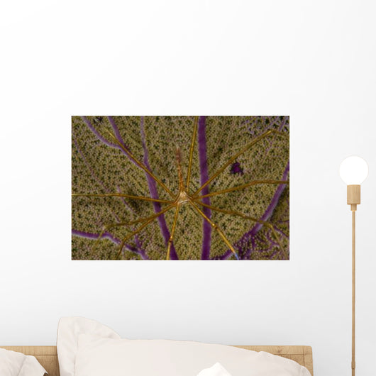 Arrow Crab Sea Fan Wall Decal