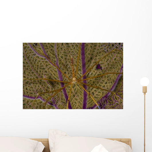 Arrow Crab Sea Fan Wall Decal