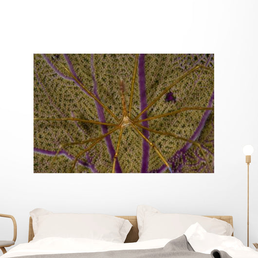 Arrow Crab Sea Fan Wall Decal