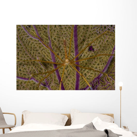 Arrow Crab Sea Fan Wall Decal