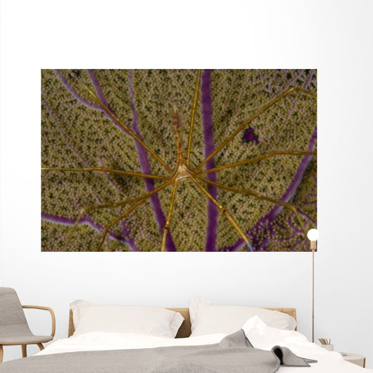Arrow Crab Sea Fan Wall Decal
