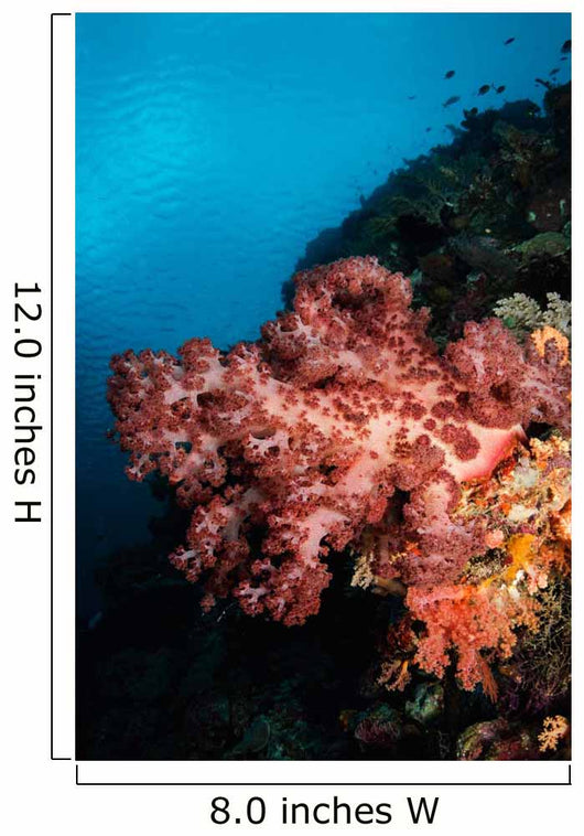 Soft Coral Seascape Indonesia Wall Decal Design 3