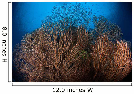 Sea Fan Seascape Belize Wall Decal Design 1