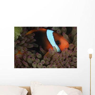 Anemonefish Purple Tip Anemone Wall Decal shown on a wall
