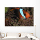 Anemonefish Purple Tip Anemone Wall Decal