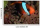 Anemonefish Purple Tip Anemone Wall Decal