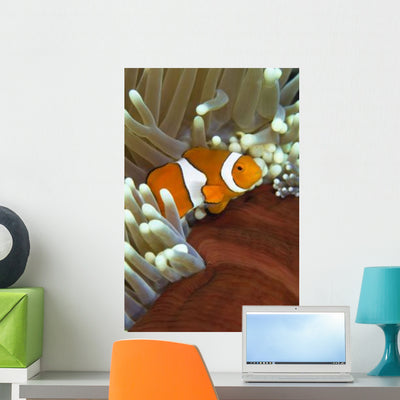 Clown Anemonefish Anemone Great Wall Decal shown on a wall