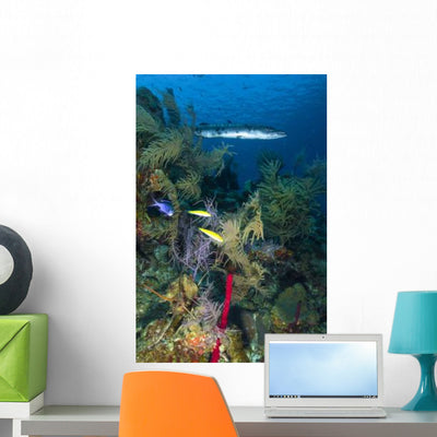 Great Barracuda Belize Wall Decal Design 1 shown on a wall
