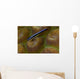 Close-up Goby Coral Belize Wall Decal
