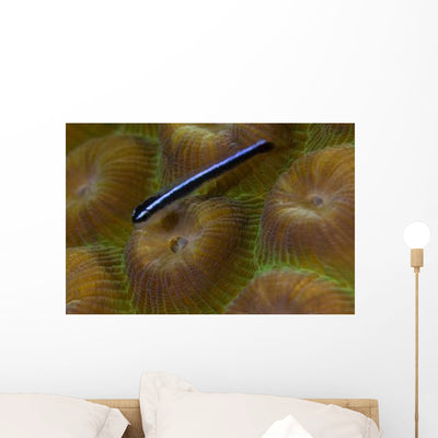 Close-up Goby Coral Belize Wall Decal shown on a wall