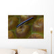 Close-up Goby Coral Belize Wall Decal