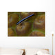 Close-up Goby Coral Belize Wall Decal
