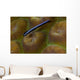 Close-up Goby Coral Belize Wall Decal