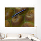 Close-up Goby Coral Belize Wall Decal