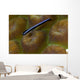 Close-up Goby Coral Belize Wall Decal