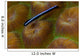 Close-up Goby Coral Belize Wall Decal