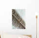 Goby Sea Pen Indonesia Wall Decal Design 2