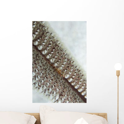 Goby Sea Pen Indonesia Wall Decal Design 2 shown on a wall