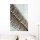 Goby Sea Pen Indonesia Wall Decal Design 2