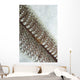 Goby Sea Pen Indonesia Wall Decal Design 2