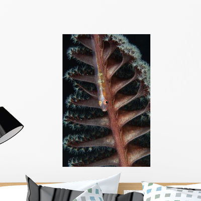 Goby Sea Pen Indonesia Wall Decal Design 1 shown on a wall