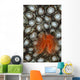 Christmas Tree Worm Coral Wall Decal