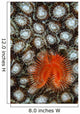 Christmas Tree Worm Coral Wall Decal