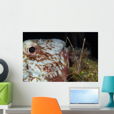 Arrow Crab and Parrotfish Wall Decal shown on a wall