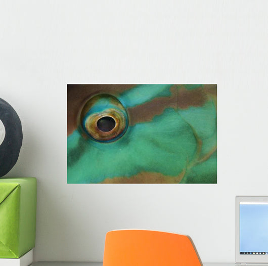 Close-up Parrotfish Eye Belize Wall Decal