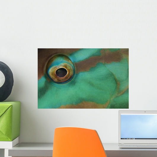 Close-up Parrotfish Eye Belize Wall Decal