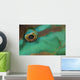 Close-up Parrotfish Eye Belize Wall Decal