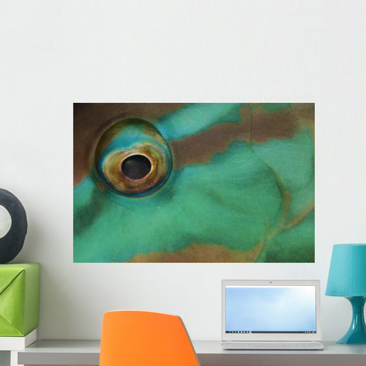 Close-up Parrotfish Eye Belize Wall Decal
