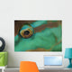 Close-up Parrotfish Eye Belize Wall Decal