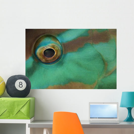 Close-up Parrotfish Eye Belize Wall Decal