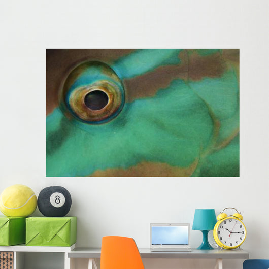 Close-up Parrotfish Eye Belize Wall Decal