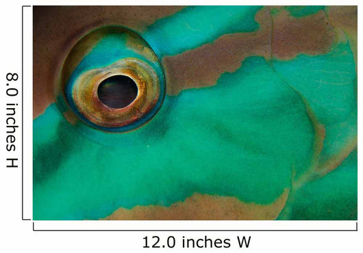 Close-up Parrotfish Eye Belize Wall Decal