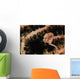 Pygmy Seahorse Indonesia Wall Decal Design 1
