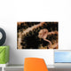 Pygmy Seahorse Indonesia Wall Decal Design 1